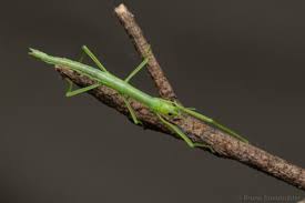 Image result for Mostuea batesii