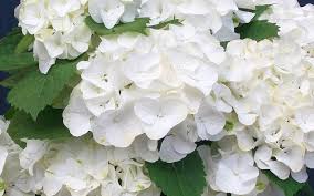 Maybe the soil is not right for it. White Out Forever And Ever Hydrangea Picture Gardenality Hydrangea Not Blooming Hydrangea Picture Hydrangea Shrub