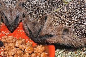Igel An Futternapf Igel Im Garten Igel Futtern Igel