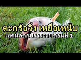 เทคน คตกปลาสวาย ตอนท 1 ว ชาตะกร อว ง youtube