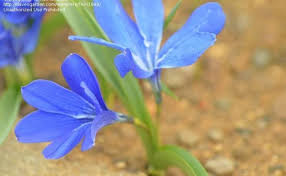 Image result for Tecophilaeaceae