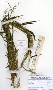 Image result for Setaria barbata