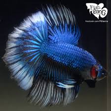 Facebook Com Fgbetta Betta Fish Betta Breeding Betta Fish Tank