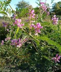 Image result for Indigofera adenoides
