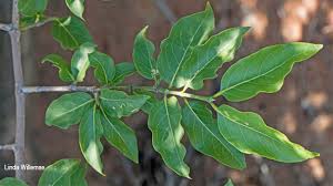 Image result for Psydrax livida