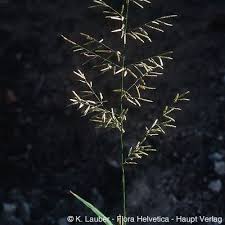 Image result for Eragrostis chapelieri