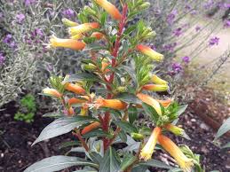 Image result for Cuphea micropetala
