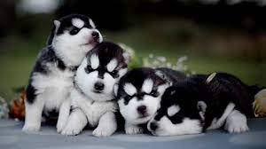 Check spelling or type a new query. Nombres Para Perros Husky 258 Nombres Diferentes