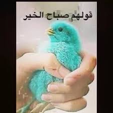 منشورات صباحية , صور لاحلى المنشورات و الكلمات الصباحيه. ØµØ¨Ø§Ø­ Ø§Ù„Ø®ÙŠØ± Ù…Ø¶Ø­ÙƒØ© ØµÙˆØ± Ù„ØªØ­ÙŠØ© Ø§Ù„ØµØ¨Ø§Ø­ Ø¨Ø´ÙƒÙ„ ÙŠØ«ÙŠØ± Ø§Ù„Ø¶Ø­Ùƒ ÙƒÙ„Ø§Ù… Ø­Ø¨