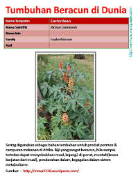 Hus nak pesan kt semua yang ada tanam pokok ni, eloklah dibuang je. Castor Bean Tumbuhan Beracun Di Dunia Wannura