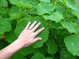 Park's fragrant giants nasturtium seeds (p) pkt of 50 seeds $3.95 view product jewel of africa nasturtium seeds (p) pkt of 25 seeds $2.95 sort. A Garden Visit From Baker Creek Garden Betty