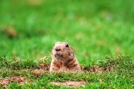 Gophers can destroy your garden and all the hard work you put into making it look beautiful. How To Get Rid Of Gophers Step By Step Mymove