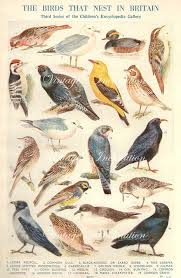 Birds That Start With A P Vintage Antique 1920 Bird Bookplate Original Lithograph Art Print Illustration 3021 Bird Prints Antique Illustration Vintage Birds