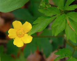 Image result for Ranunculus hispidus
