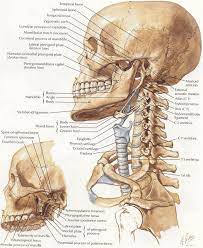 Mastoid Bone Picture Koibana Info Human Anatomy Art Human Skeleton Anatomy Anatomy Bones