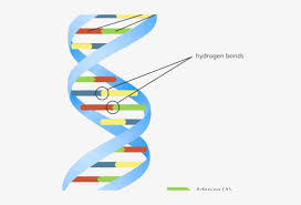 If you are considering trying to color the dna the double helix coloring worksheet, the first thing you need to do is find out what size your coloring pencil is. Double Helix Dna Double Helix Model Diagram Transparent Png 640x480 Free Download On Nicepng