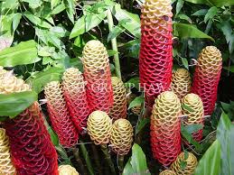 Zingiber Spectabile Giant Honeycomb Plantgrouphawaii01 Small Purple Flowers Purple Flowers Tropical Garden