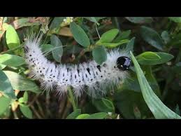 We did not find results for: Poisonous White Hickory Tussock Moth Caterpillar Lophocampa Caryae Youtube