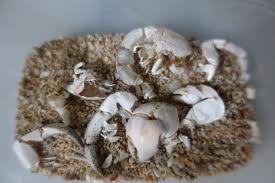 熱帯魚の飼育方法