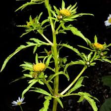 Image result for Porphyrostemma grantii