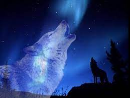 Isc3ewv Jpg 1024 768 Wolf Hintergrundbild Ausgestopftes Tier Tier Wallpaper