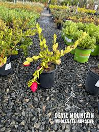 Image result for Carissa