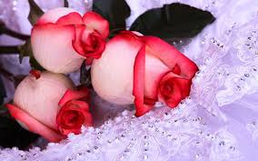4k wallpapers for your desktop or mobile screen. Wallpapers Of Red White Roses Wallpaper Cave