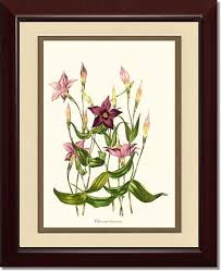 Image result for Chironia