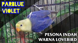 Подписывайся на канал !спасибо за просмотр!мультяшная мышь в амонг асамонг ас мультяшная мышьмультяшная мышь амонг асмышь амонг асамонг ас. Lovebird Parblue Violet Pesona Keindahan Pb Vio Fc Youtube