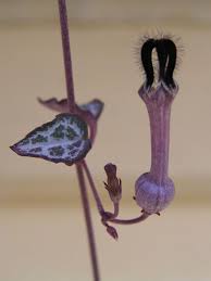 Image result for Ceropegia albipilosa