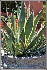 Check spelling or type a new query. Agaves In Containers Horticulture