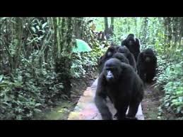 A Bored Gorilla Takes His Kids To The Zoo Video Mountain Gorilla Gorilla Gorilla Trekking