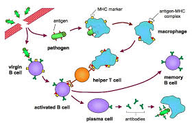 11 1 Defence Against Infectious Disease Bioninja