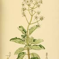 Image result for Rytigynia macrura