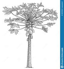 15 Best New Pencil Papaya Tree Drawing Barnes Family Get a unique penciled effect on your images is easy, without using drawing and charcoal adepts will love the online pencil sketch drawing effect offered by convertimage ! 15 best new pencil papaya tree drawing