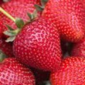 Whitney S Jello Shots Recipe Spark Recipes