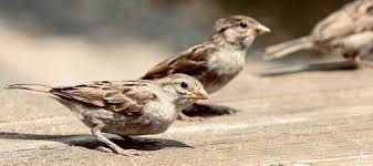 Bird Removal Craig Sons Termite Pest Control