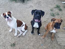 Hello, we have several litters of beautiful akc boxer puppies with great temperament, attitude, looks, & champion blood lines. Boxer Breeders Near New Johnsonville Tennessee