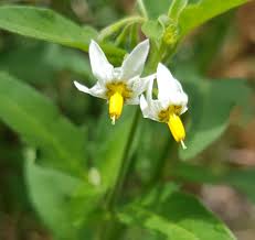 Image result for Solanum chenopodioides