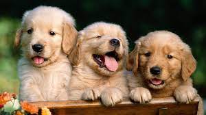 Jul 24, 2021 · wwe summerslam: Cool Cute Animal Wallpapers For Desktop 1920x1200 For 4k