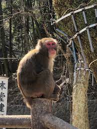 高崎山自然動物園で野生猿が戯れる！ | 船橋 パーソナルトレーニングジム 加圧トレーニングスタジオ スタジオボディメイクのブログ