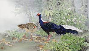 台灣藍腹鷴 彩羽鳴春 藍腹鷴 紅果野牡丹 畫境自然 陳九熹工筆 art animals bird