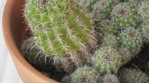 A standard potting soil retains too much moisture peat moss is not a problem as long as you are careful of how much water you give your cacti. Overwatered Cactus Plants Learn About Cactus Plants With Too Much Water