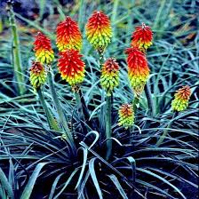 Image result for Kniphofia grantii