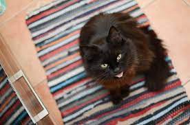 If you are obsessed with pop culture, here are 130 famous cat names you'll want to check out. The Ultimate List Of Black Cat Names 800 Unique Popular Famous Names For Your Black Cat Or Kitten Meows N Paws