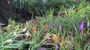 Check spelling or type a new query. Close Up Purple White Flowers Stock Footage Video 100 Royalty Free 9665804 Shutterstock