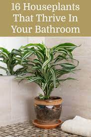 16 Best Plants That Thrive In Your Bathroom Plants Cool Plants Low Light House Plants