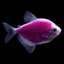 Glofish Galactic Purple Tetra Tropical Fish For Freshwater Aquariums