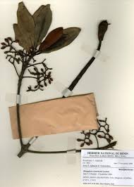 Image result for Belonophora coffeoides