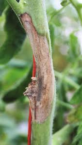 Image result for tomato seedling botrytis